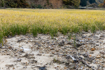 豪雨災害で土砂が流れ込んだ秋の水田