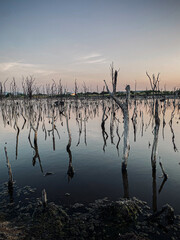 Destruction mangrove forest scenery, destruction mangrove forest is an ecosystem that has been...