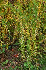 Yellow leaves of bush clover (Lespedeza). Fabaceae deciduous shrub.