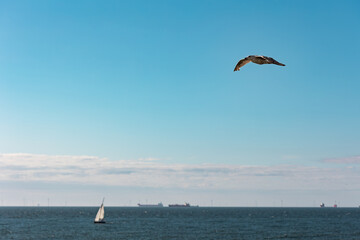 Flying seagull over the North Sea, a sailing boat and transport ships in the background. Nature, wildlife theme, wing, feather, water bird. North Sea
