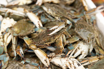 Close up green sea crabs on a market stall. Crustaceans, shellfish, seafood. Haagse Market in The Hague, Netherlands.