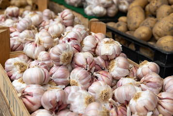 Piles of purple garlic bulbs. Strong tasting and healthy spice. Haagse Market in The Hague, Netherlands.