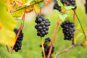 Close-up blue grapes, ripe and ready to harvest. Assmanshausen, Rheingau in Germany. Vineyard, steep slope, wine farmland.