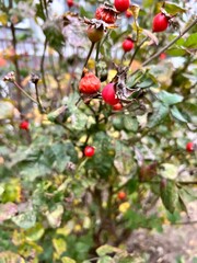 autumn rosehip
