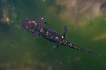 Salamandra salamandra - Fire salamander - Salamandre tachetée