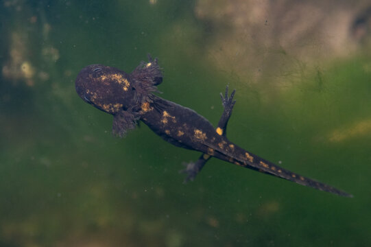 Salamandra salamandra - Fire salamander - Salamandre tachet&eacute;e