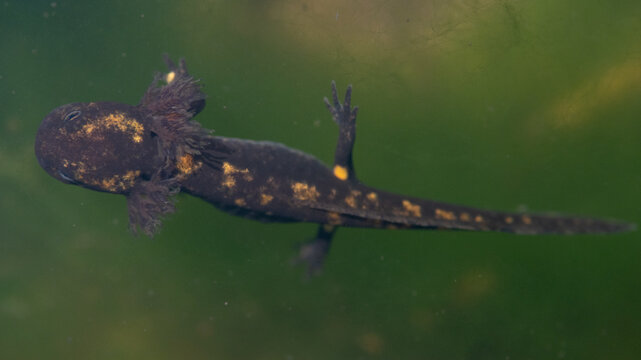 Salamandra salamandra - Fire salamander - Salamandre tachet&eacute;e