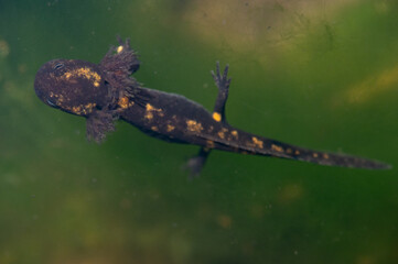 Salamandra salamandra - Fire salamander - Salamandre tachetée