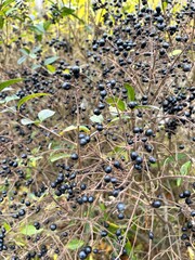 autumn bush with black berries
