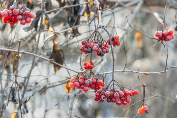 Viburnum branches with red berries on a gray autumn blurred background