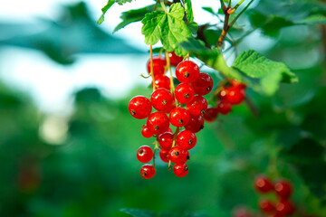 currants, fruits, harvest, currants on a branch, vitamins, harvesting, farmer, agriculture, dessert, sour