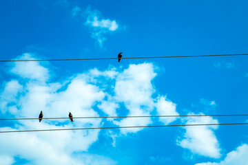 birds, sky, birds on wires, flight, nature, harmony, fauna