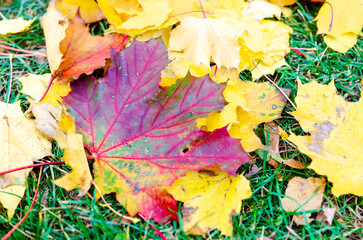 vibrant autumn leaves with striking colors blend. a close-up of colorful autumn leaves in vivid hues of red and yellow. the camera focuses on a single leaf in the foreground with a blurred background