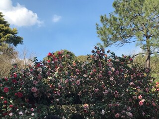 Fototapeta premium tree in bloom