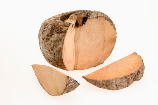 Elephants Foot on white background