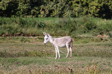 Baby donkey at the field 