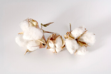 Cotton Bulbs on white background