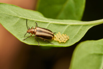 details of an insect laying eggs on a green leaf