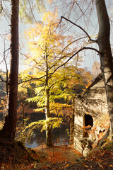 Ruiny budowli w lesie