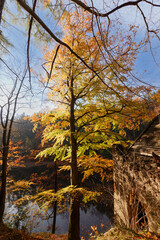 Naklejka premium jesienne drzewo