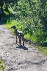 Dog on walk in sumer