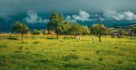landscape in the field with horses