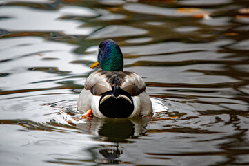 Stockente schwimmt vom Betrachter weg