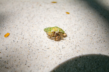 Sichuan crab on white sand