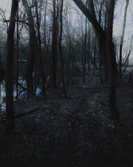 Fototapeta premium Dark fantasy forest, black metal forest, surrealistic atmosphere