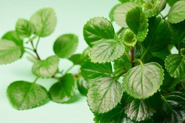 Money plant, intense green leaf and light green background.