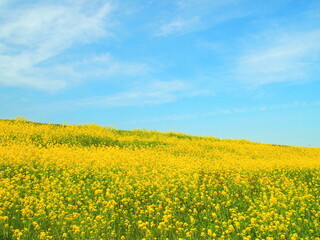 Obraz premium 春の菜の花咲く江戸川土手風景
