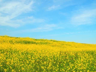  春の菜の花咲く江戸川土手風景 © smtd3