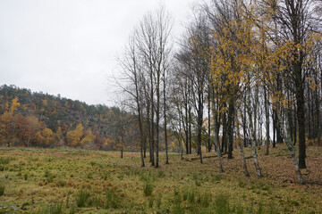 Scenic view of a field