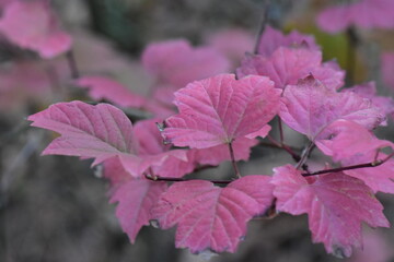 Red leaves on a branch in the autumn forest closeup selective focus