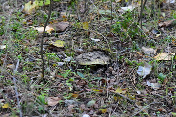 milky mushroom in the grass