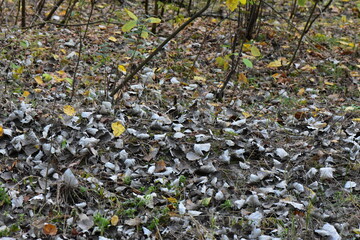fallen poplar tree leaves and other fallen leaves in the forest 