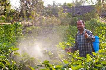 Farmer showing thumbs up, spraying insecticide in brinjal field