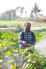 Farmer spraying insecticide in brinjal field