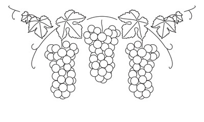 Bunch of grapes. Vine. Vector line drawing on white or transparent background. Grapevine. Seamless grape border