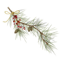 Fir branch with cones and winter berries. Watercolor digital illustration. Pine branch with red berries isolated on white background. Christmas bouquet tied with twine. Holly and viburnum