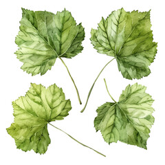 A watercolor vector of a set of Mustard green leaves, isolated on a white background. Mustard green leaves vector.