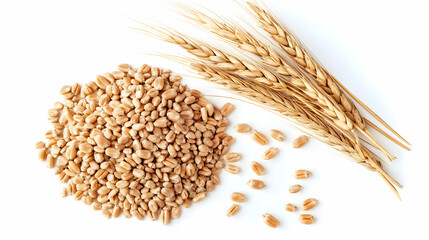 High-angle close-up shot of wheat grains and stalks on white background, showcasing the golden color and texture of the wheat.