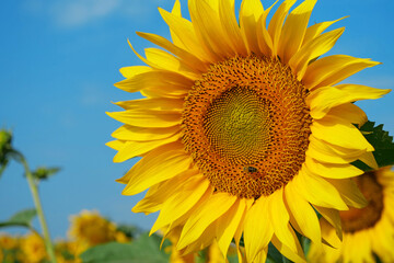 Fototapeta premium Bee sits on sunflower, collecting pollen and nectar