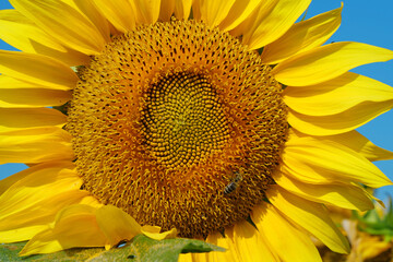 Obraz premium Bee sits on sunflower, collecting pollen and nectar