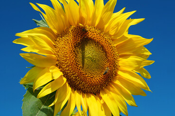 Field of beautiful sunflowers with many bees working. Bees are hard at work