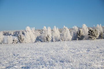 A white winter landscape with snow in Siberia, Winter with trees and shrubs covered with frost,...