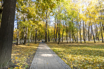 A path in a park with trees and leaves on the ground