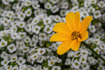 Yellow winter cosmos blooming in a white alyssum flowerbed