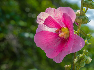 Large pink hollyhock