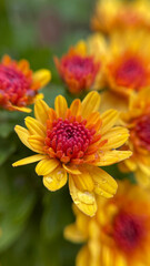 chrysanthemum, raindrops on a flower, orange flower